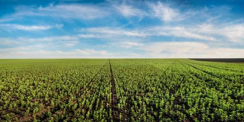 Rows of green bean field in spring. Legumes. Agriculture panoramic view Stock Photos