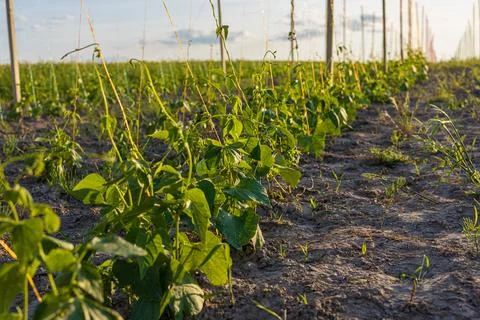 Rows of green bean plants thrive in the soil, stretching toward the sunligh.. Stockfoto's