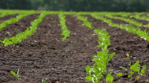 Rows of green beet sprouts on the field Stock Footage 54026547