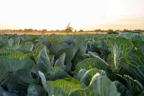 Rows of green cabbage plants grow in a field as the sun sets, casting warm .. Stock Photos
