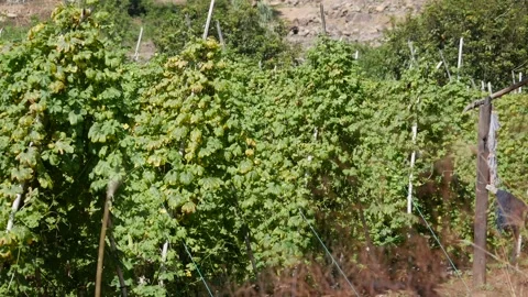 Rows of green climbing crops grow on trellises across a sloped farm field with d Vídeos de archivo 341111805