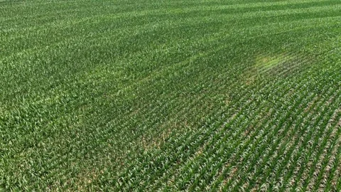 Rows of green corn crops sweep across rolling American farmland near Donegal Stock Footage 340543904