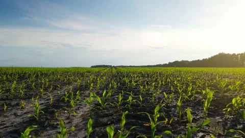 Rows of green corn shoots in summer at dawn. Aerial shot of corn field. The Stock Footage 156450872