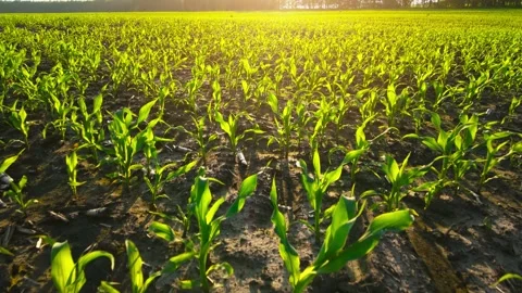 Rows of green corn shoots in summer at dawn. Aerial shot of corn field. The Stock Footage 156450921