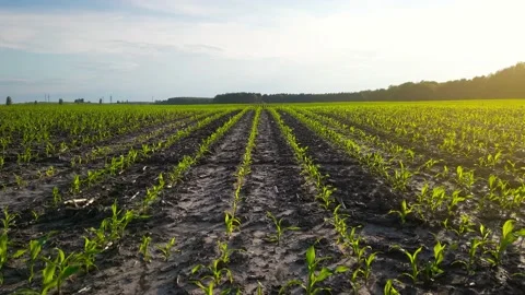 Rows of green corn shoots in summer at dawn. Aerial shot of corn field. The Stock Footage 156466926