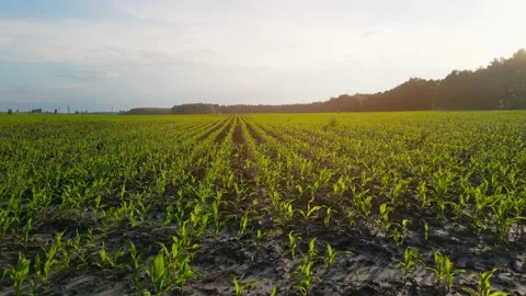 Rows of green corn shoots in summer at dawn. Aerial shot of corn field. The Stock Footage 157187974