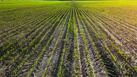 Rows of green corn shoots in summer at dawn. Aerial shot of corn field. The Stock Footage 157835987
