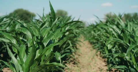 Rows of green crops at agricultural operation Stock Footage 120619554