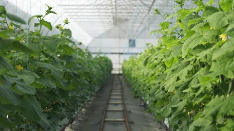 Rows of a green cucumber plants grown in a greenhouse. Stock-Footage 195022922