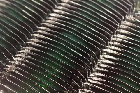 Rows of green foil packets arranged in a repetitive pattern for industrial Stock Photos