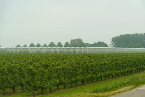 Rows of green fruit trees and covered greenhouses in spring. Fotos de archivo