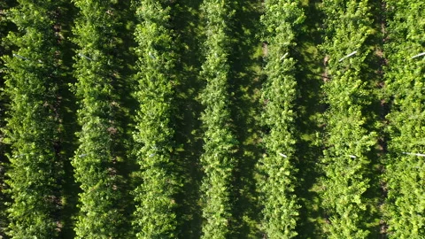 Rows of green fruit trees in orchard. Aerial top down view Stock Footage 171929098