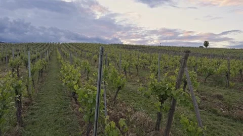 Rows of green grape vines on a rolling hill vineyard Stock Footage 342340421