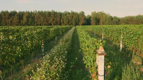 Rows of green grapevines growing in rural vineyard during daytime Video stock 340637713