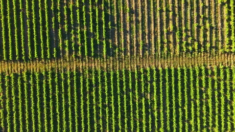 Rows of green grapevines stretch across a vineyard showing the pattern of growth Stock Footage 337918490