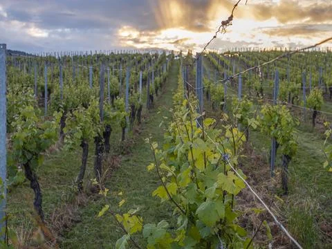 Rows of green grapevines stretching uphill under a dramatic sunset sky Photos