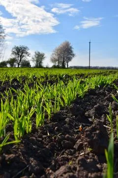 Rows of green growing wheat in perspective on a plantation on the ground Stock Photos