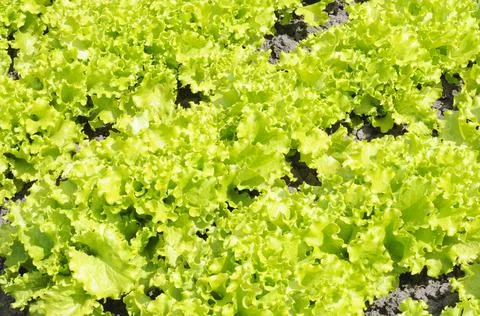 Rows of green leaf lettuce growing in the garden Stock Photos