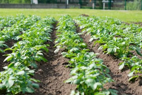 Rows of green leafed vegetable in a field Stock Photos