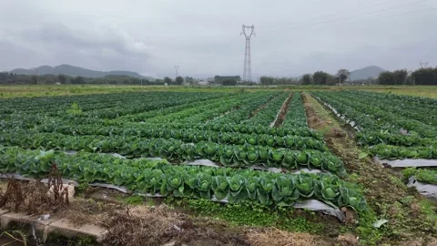 Rows of green leafy vegetable crops growing with plastic mulch Stock Footage 332576474