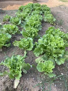 Rows Of Green Lettuce Lactuca Sativa Growing In Cultivated Garden Soil Stock Photos