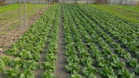 Rows of green lettuce plants in greenhouse Stock Footage 76375889