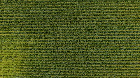 Rows of Green Maize Black Creek - Wisconsin Top Down Aerial Shot Stock Footage 342481954