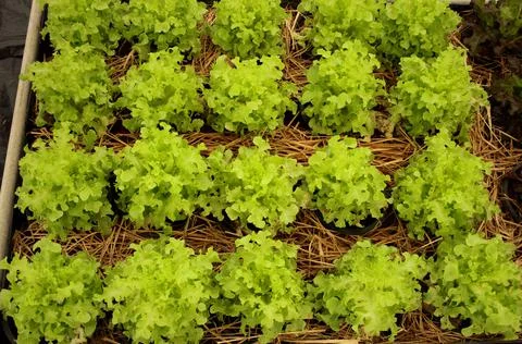 Rows of Green oak on ground. Stock Photos