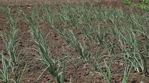 Rows of green onions in field Stock-Footage 49967748