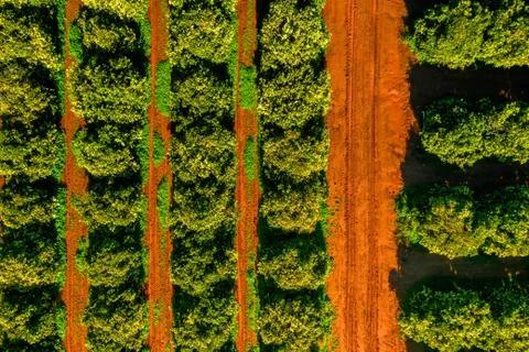 Rows of green orange trees. Overhead view Stock Photos