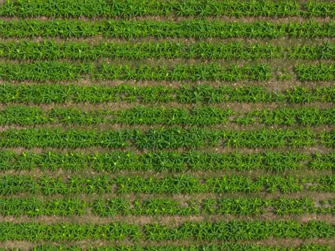 Rows of green palm trees Stock Photos