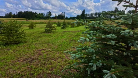 Rows of green pine seedlings thriving in rich soil, symbolizing Stock Footage 284725630