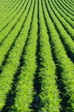 Rows on green plant Stock Photos