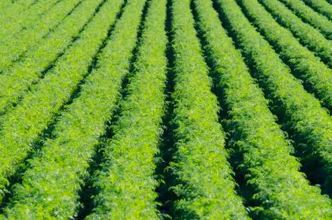 Rows on green plant Stock Photos