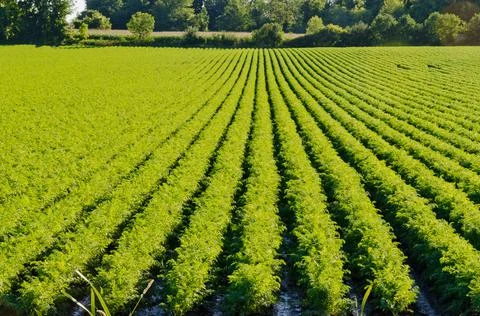 Rows on green plant Stock Photos