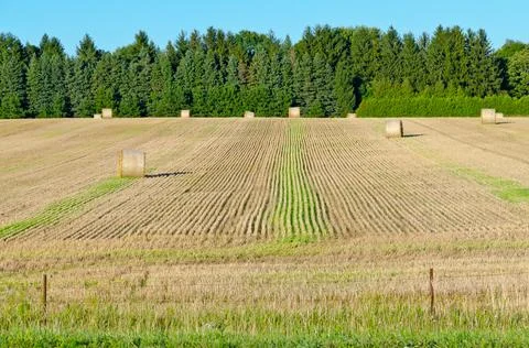 Rows on green plant Stock Photos