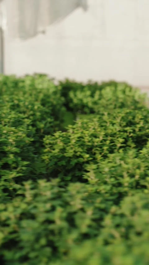 Rows of green plants in greenhouse Stockbeeldmateriaal 317078342