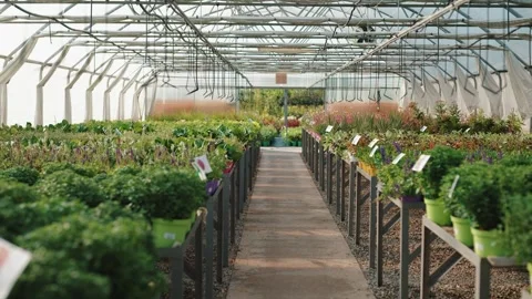 Rows of green plants inside greenhouse Vídeos de archivo 317813250