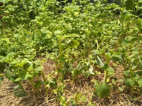 Rows of green plants Stock Photos
