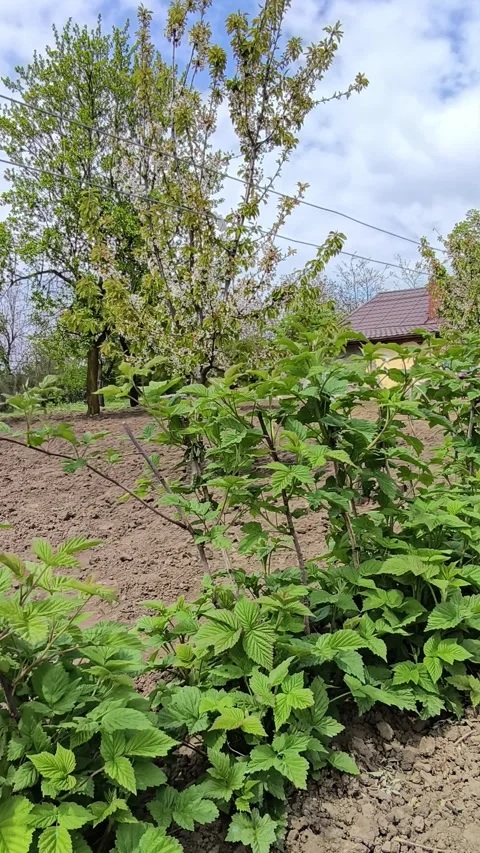 Rows of green raspberry bushes in a rural garden Stock Footage 334387740