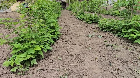 Rows of green raspberry bushes in a rural garden Stock Footage 334387831