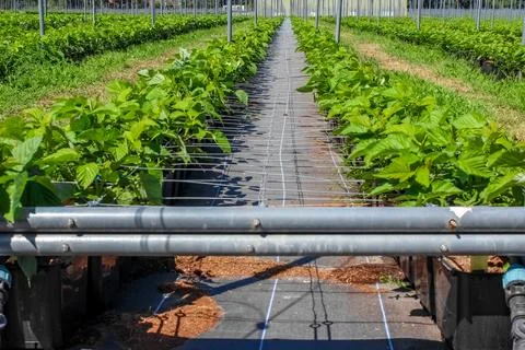 Rows of green raspberry plants grown in containers using a black weed barrier 스톡 사진