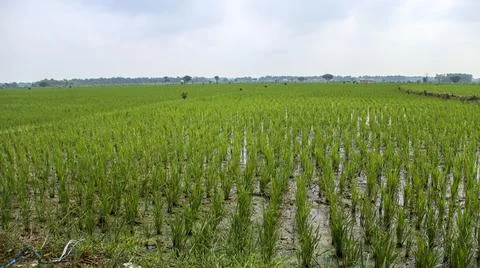 Rows of green rice Stock Photos