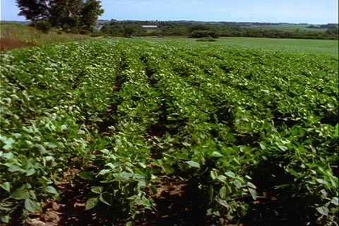 Rows of green soybean plants late Summer Stock Footage 122114155