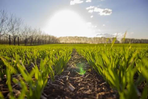 Rows of green spring barley. selective focus Stock Photos