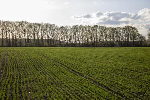 Rows of green spring barley. selective focus Stock Photos