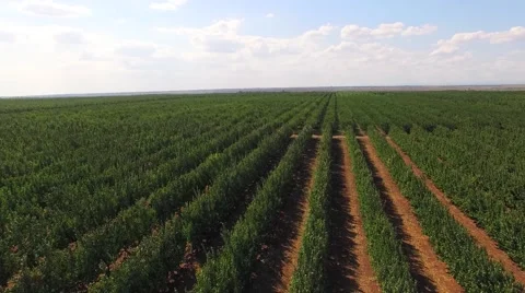 Rows Of Green Standard Apple Trees In Large Garden Stock-Footage 54771931
