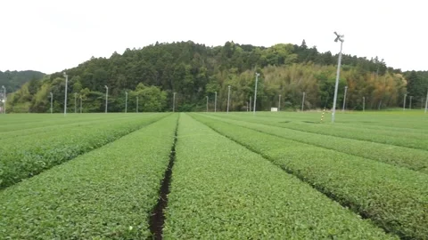 Rows of Green Tea Bushes Across a Japanese Tea Plantation Stock Footage 340009795