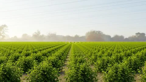 Rows of green tree plant vegetable in outdoors modern agriculture organic f.. Stock Illustration