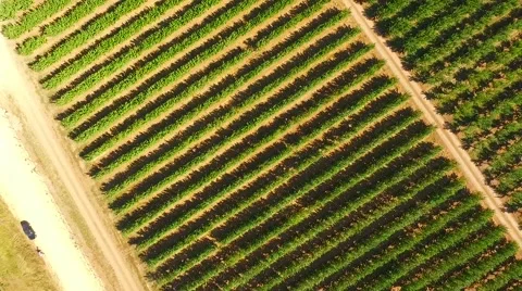 Rows Of Green Trees Growing In Large Garden Stock-Footage 55430632